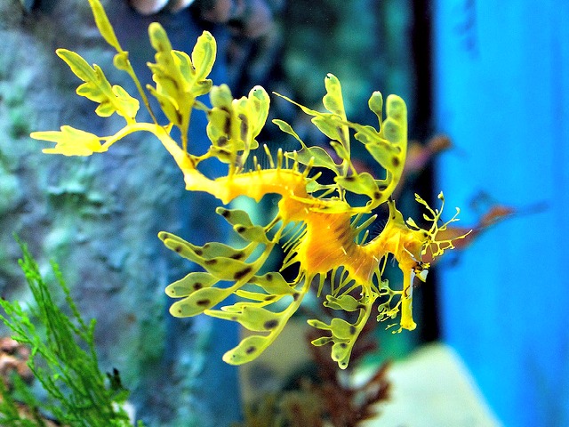 Leafy_sea-dragon