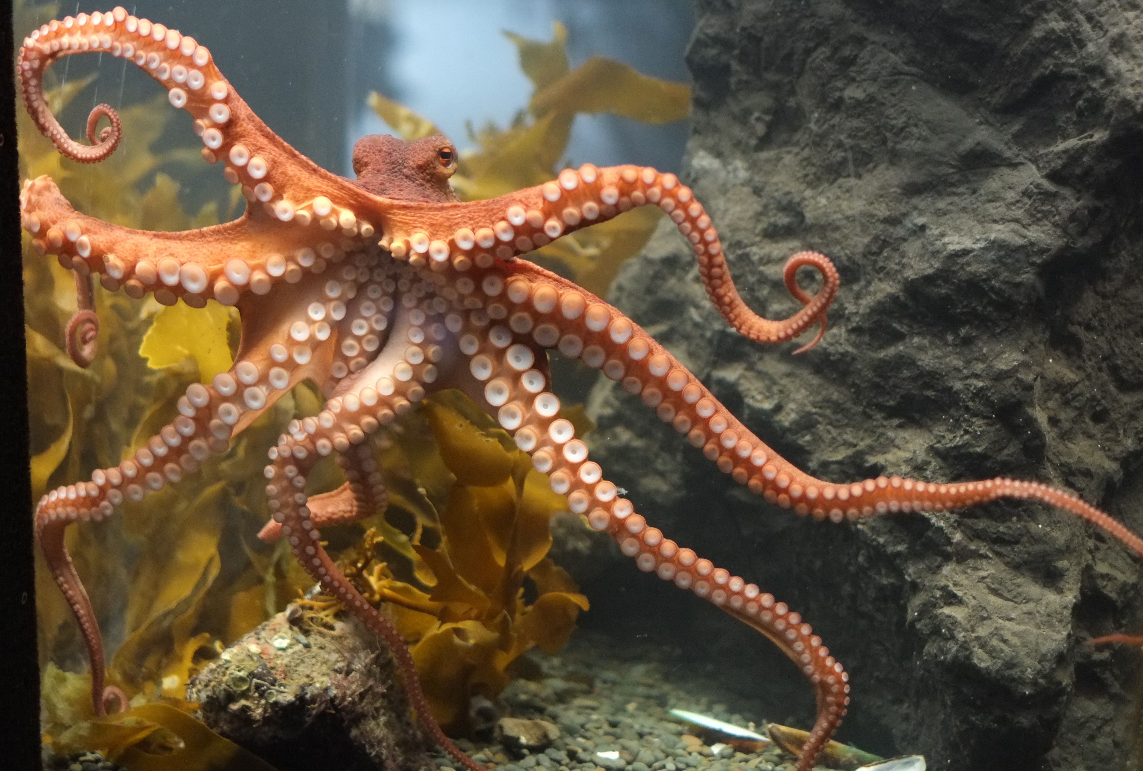 octopus skin